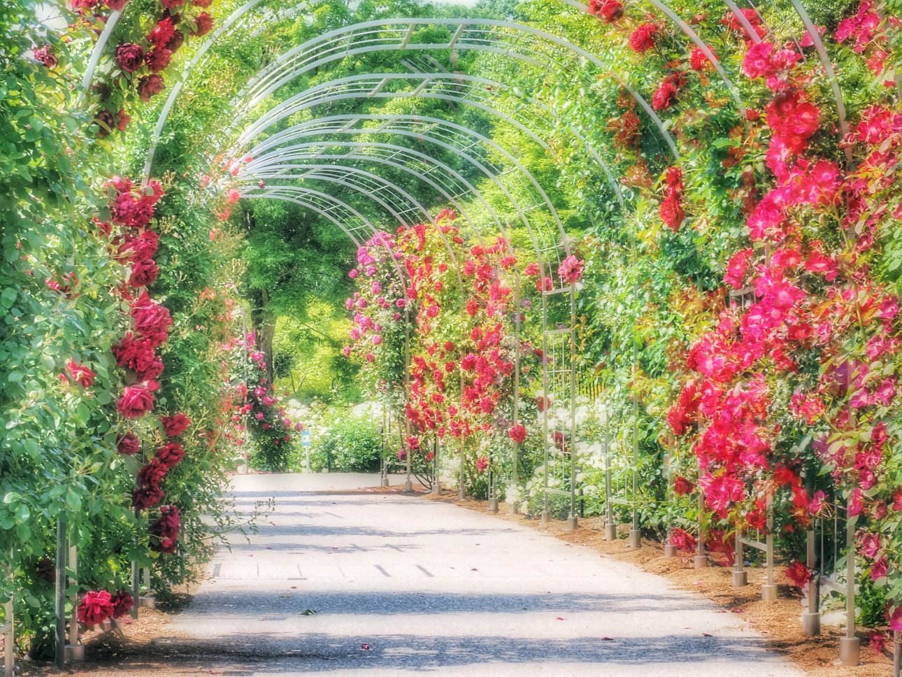 🌹 기후 세계 장미 정원(기후 와루도 로즈 가덴) 이미지 8